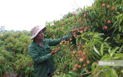 Nông dân Đắk Lắk thu lợi nhuận "khủng" nhờ vải chín sớm
