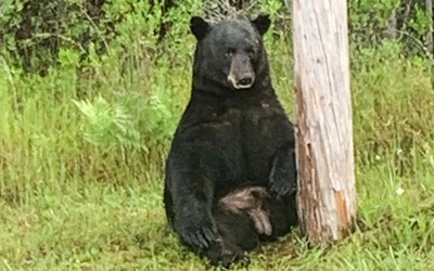 Người đàn ông ở Florida và chó cưng thiệt mạng nghi do loài vật đáng sợ này tấn công