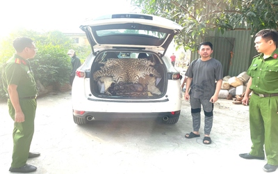 Khởi tố đối tượng mang da báo hoa mai đi bán với giá 310 triệu đồng