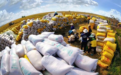 Kinh doanh bết bát, Gạo Trung An lỗ quý thứ tư liên tiếp