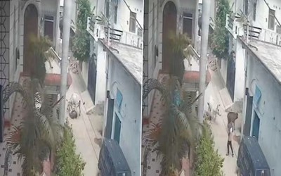 Đang đi trên đường, người đàn ông bị bò dữ tấn công tử vong