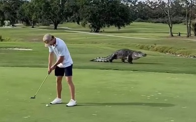 Cá sấu khổng lồ xuất hiện trên sân golf