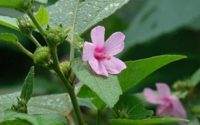 Cây dại xưa bị nhổ bỏ nay hoá "mỏ vàng" hái ra tiền, 500.000 đồng/kg