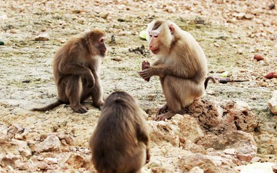 Khám phá đảo khỉ giữa lòng hồ Ngàn Trươi