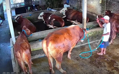 Người đàn ông bị bò tấn công sau khi đánh đập con vật