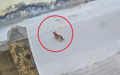 Thấy tiền mặt rơi trên đường, chú chó có hành động bất ngờ