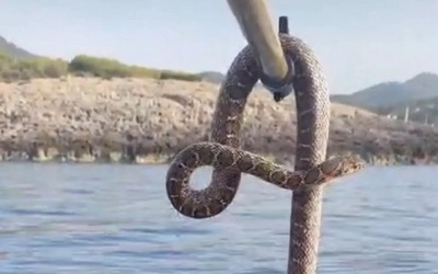 Du khách hoang mang khi nhìn thấy nhiều rắn lớn xuất hiện trên biển
