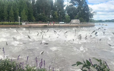 Kỳ lạ cảnh hàng trăm con cá bất ngờ nhảy lên khỏi mặt nước