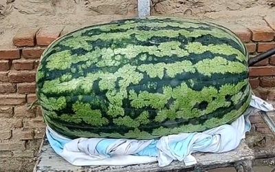 Người đàn ông trồng được quả dưa hấu khổng lồ nặng gần 100kg