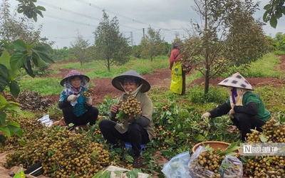Làm chủ mùa vụ, nông dân Gia Lai hái trái ngọt quanh năm