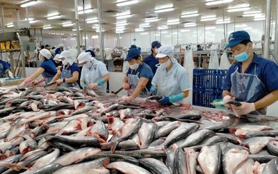 Cá tra, cá basa Việt Nam nhận tin vui từ thuế quan Mỹ
