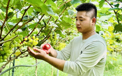 Chàng kỹ sư trẻ Nghệ An vào Hà Tĩnh lập nghiệp trồng nông sản hữu cơ
