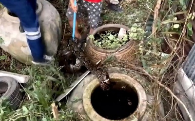 Nghe tiếng kêu trong vườn, người phụ nữ ra xem thì sốc nặng