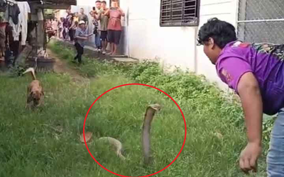 Người đàn ông tay không bắt rắn cực độc, dân làng thấy cảnh tượng đáng sợ