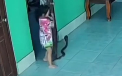 Giẫm trúng đuôi con rắn khi vừa mở cửa phòng, bé gái hoảng sợ la hét