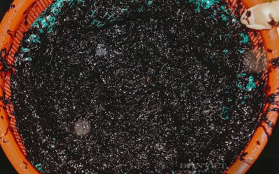 Thứ đặc sản xưa là "món ăn nhà nghèo" nay được dân phố lùng mua