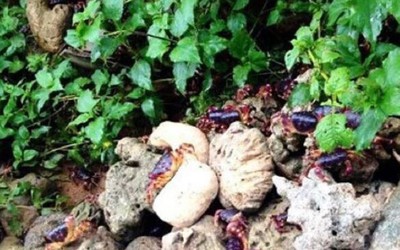 Thứ "xưa ít ai biết" nay thành đặc sản đắt đỏ dân phố thích mê, 2 triệu đồng/kg