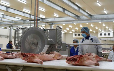 Yêu cầu chấn chỉnh công tác giết mổ lợn sau loạt vụ việc nghiêm trọng
