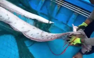 Ngư dân bất ngờ bắt được cá mái chèo khổng lồ, gây xôn xao