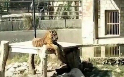 Vào sở thú lúc nửa đêm, người đàn ông bị hổ vồ tử vong
