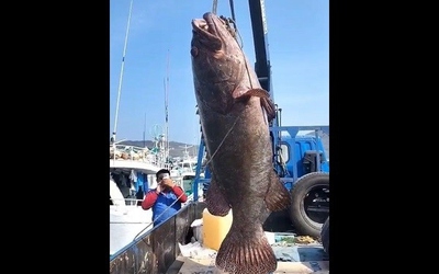 Bắt được cá mú nặng 102kg, ngư dân liền bán với giá 60 triệu đồng
