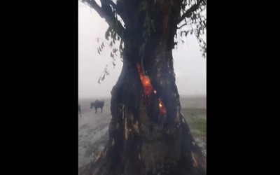 Bị sét đánh trúng, cây xanh bốc cháy dữ dội từ bên trong thân