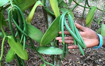 Loại quả đắt đỏ bậc nhất thế giới, từng có giá 15 triệu đồng/kg, ở Việt Nam có người trồng thành công