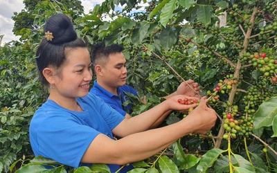 Kiến tạo giá trị nông sản Tây Bắc: Từ sản xuất thông minh đến “quốc bảo” dưới tán rừng