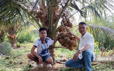 Người dân vùng biên thu nhập hàng trăm triệu đồng mỗi năm nhờ "bén duyên" với giống dừa lạ