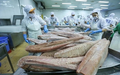Cuộc chuyển mình của ngành cá ngừ trong năm 2025