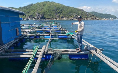 Bắt tạm giam 4 đối tượng trộm cắp tôm hùm, chiếm đoạt hơn 300 triệu đồng
