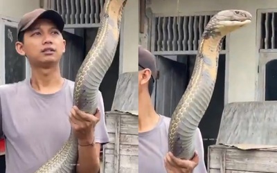 Người đàn ông thản nhiên cầm con rắn khổng lồ bằng tay không
