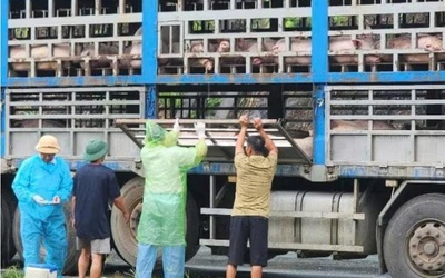 Phú Thọ: Phát hiện ngăn chặn và tiêu hủy 14 tấn lợn bị dịch tả Châu Phi