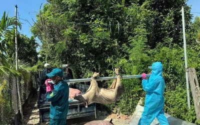 Quảng Ngãi: Phát hiện hơn 100 ổ dịch tả lợn Châu Phi, tiêu huỷ hàng chục tấn