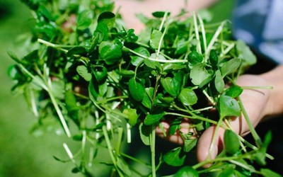 Loại rau tốt nhất thế giới, ở chợ Việt vừa nhiều vừa rẻ