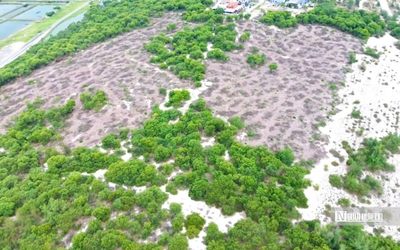 Vụ hơn 2,5ha rừng phòng hộ bị cưa hạ: Người mua chuyển tiền vào tài khoản lãnh đạo xã