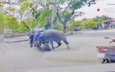 Trâu "điên" húc gãy xương sườn người đi đường và trách nhiệm pháp lý của chủ trâu