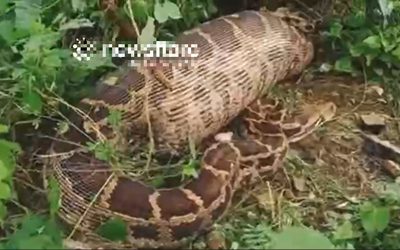 Đi tìm dê, người dân bắt gặp cảnh tượng nổi da gà