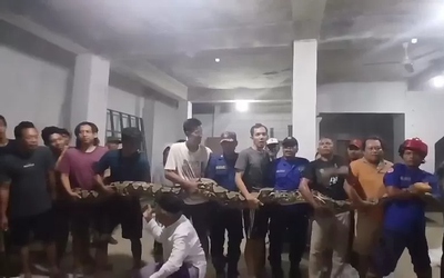 Bắt được con trăn khổng lồ nặng 100kg ẩn nấp trên mái nhà dân