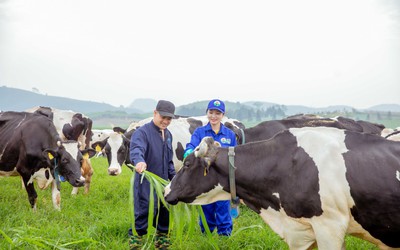 Mộc Châu Milk lội dòng tăng trưởng, đẩy mạnh đầu tư cho tổ hợp thiên đường sữa