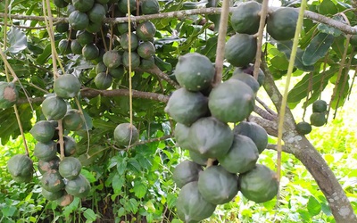 Loại hạt đắt đỏ bậc nhất thế giới, ở Việt Nam trồng bạt ngàn