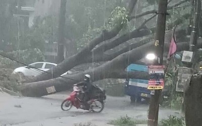 Hà Nội khẩn trương khắc phục hơn 940 cây đổ, gãy cành sau trận dông lớn