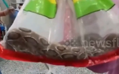 Bị rắn cắn, người đàn ông có hành động khiến bác sĩ sốc nặng