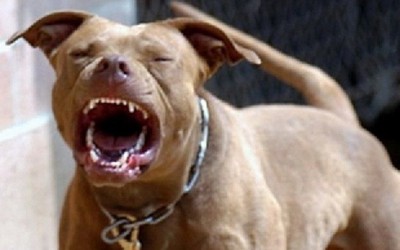 Xót xa bé gái 1 tuổi bị chó nhà cắn tử vong