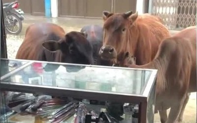 Phát hiện đàn bò đứng trước quán, chủ cửa hàng có hành động bất ngờ