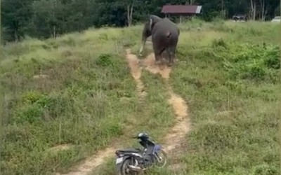 Voi hoang dã suýt chết đuối được giải cứu ngoạn mục