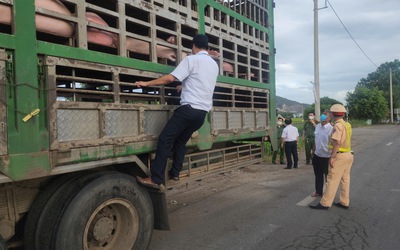 Phát hiện xe tải chở 50 con heo không rõ nguồn gốc, không có giấy tờ kiểm dịch