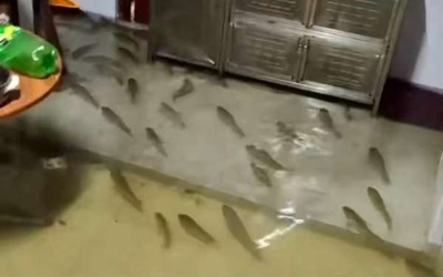 Hàng trăm con cá bơi vào nhà dân trong trận mưa lớn