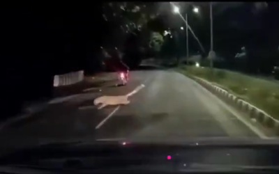 Báo hoa mai lao ra vồ người đi xe máy trong đêm và cái kết