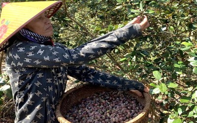 Cả thôn làm giàu nhờ trồng loại cây trên đồi cho thu nhập cao